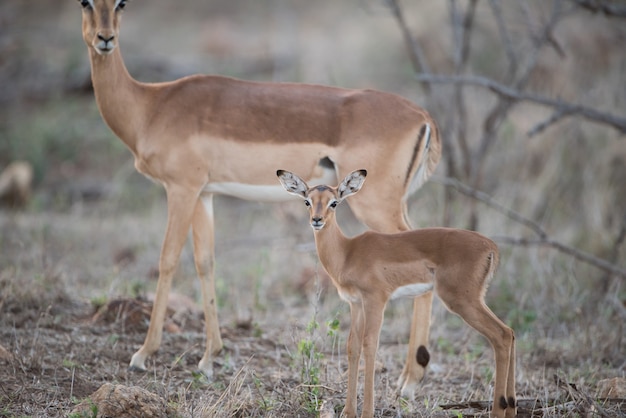 Beautiful shot of a baby and mother antelope