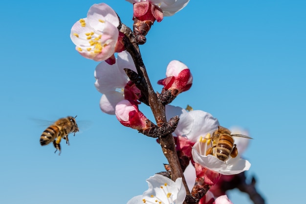 Beautiful shot of bees gathering nectars from an apricot flower on a tree with a clear blue sky