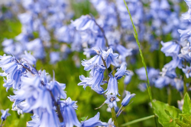 Beautiful shot of the bellflowers in the garden on a sunny day