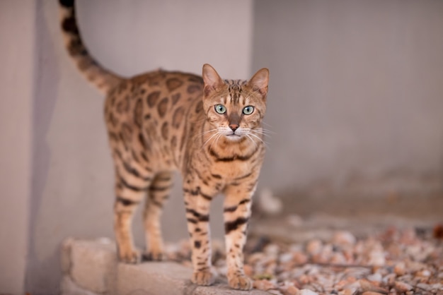 Free photo beautiful shot of a bengal cat curiously staring at the camera with a blurred background