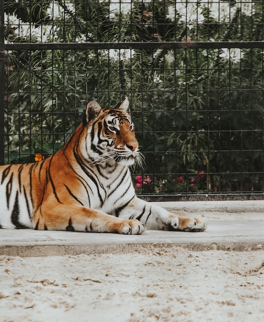 Free Photo beautiful shot of a bengal tiger laying on the ground at a zoo