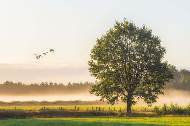 Beautiful shot of a big green leafed trees on a grassy field