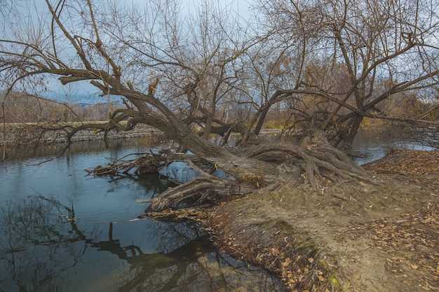 Free Photo beautiful shot of a big old tree fallen into the lake with its roots still