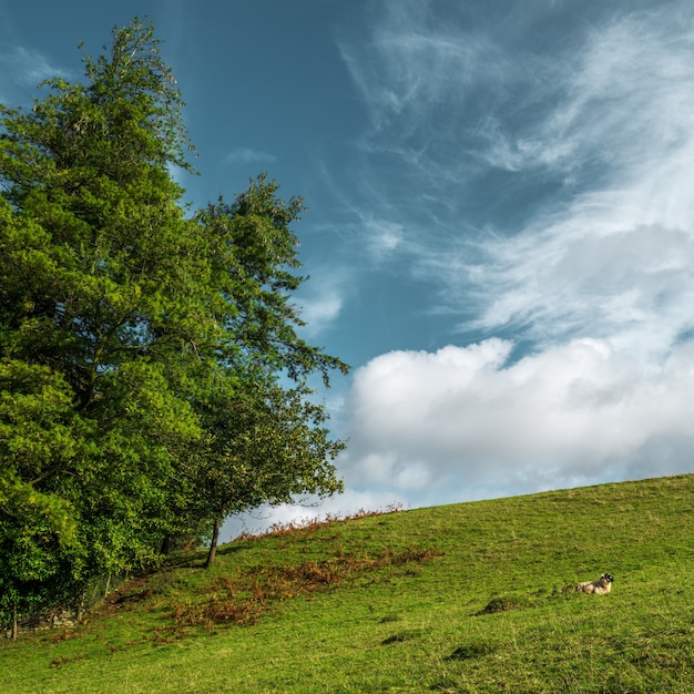 Free Photo beautiful shot of a big tree in a green hill and the cloudy sky 