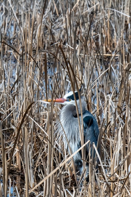 Free photo beautiful shot of a bird in the water with dried winter grass