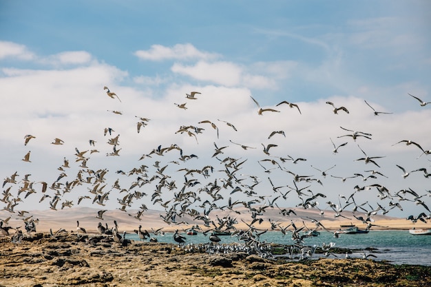 Free photo beautiful shot of birds flying over a lake and shore under a blue sky