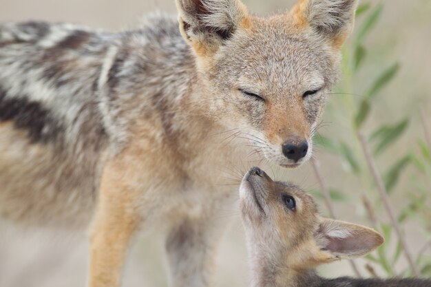 Beautiful shot of a black-backed sand fox and her baby playing on the sand covered ground