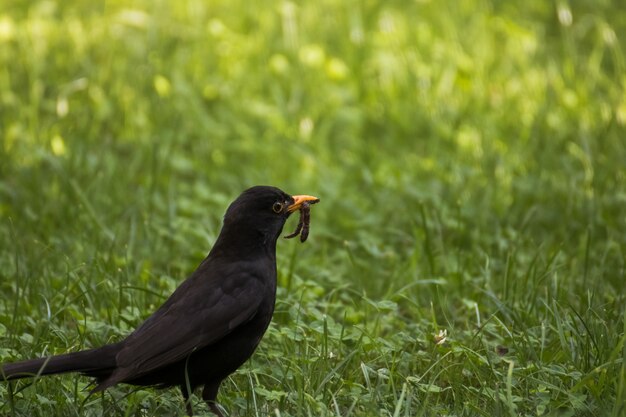 Beautiful shot of a black bird standing on the ground with a worm in its beak