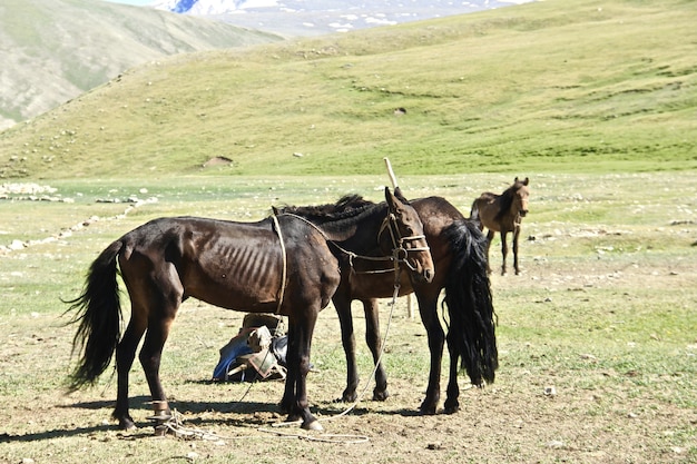 Beautiful shot black and brown horses on grassy hills