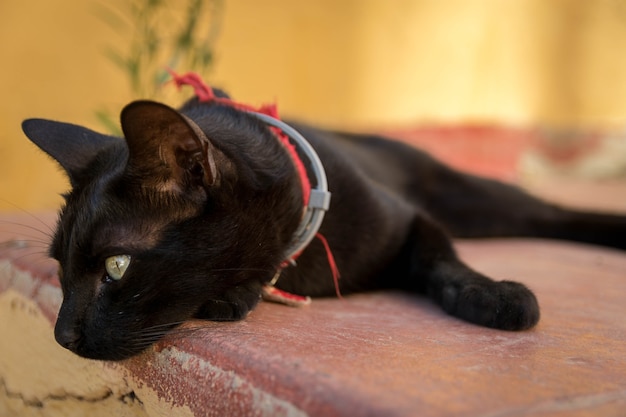 Free photo beautiful shot of a black cat lying on the stone surface in the street on a sunny day