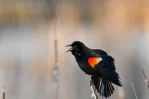 Free photo beautiful shot of a blackbird on a branch of a tree in the forest