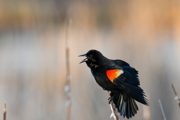 Beautiful shot of a blackbird on a branch of a tree in the forest