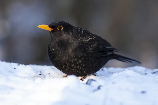 Free Photo beautiful shot of a blackbird in the field in the forest