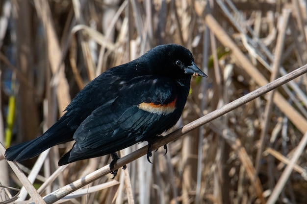 Free photo beautiful shot of a blackbird standing on the branch