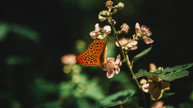 Free photo beautiful shot of a blooming plant in a forest with a butterfly drinking nectar from it in a forest