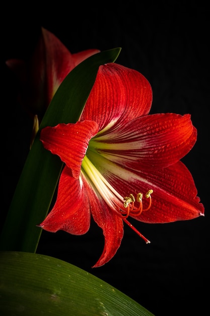 Beautiful shot of a blooming red Lily flower isolated