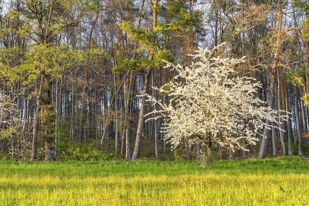 Beautiful shot of a blooming white tree surrounded by greenery