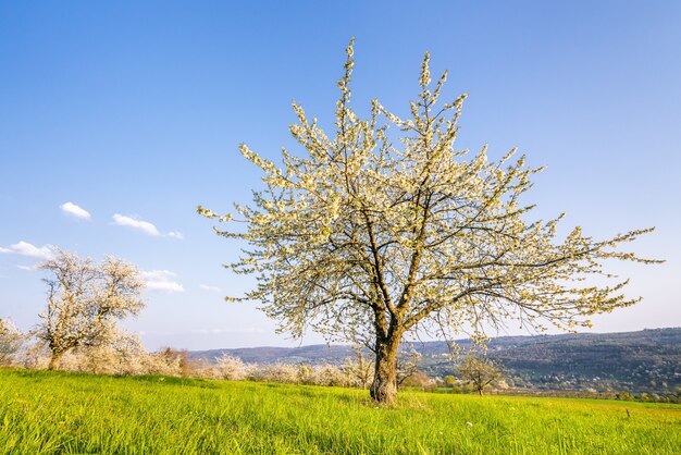 Beautiful shot of a blooming white tree surrounded by greenery