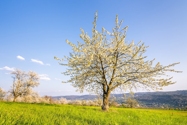 Beautiful shot of a blooming white tree surrounded by greenery