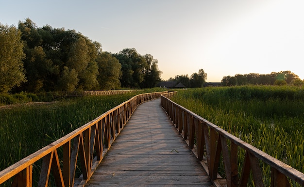 Beautiful shot of a boardwalk in the park surrounded by tall grasses and trees during sunrise