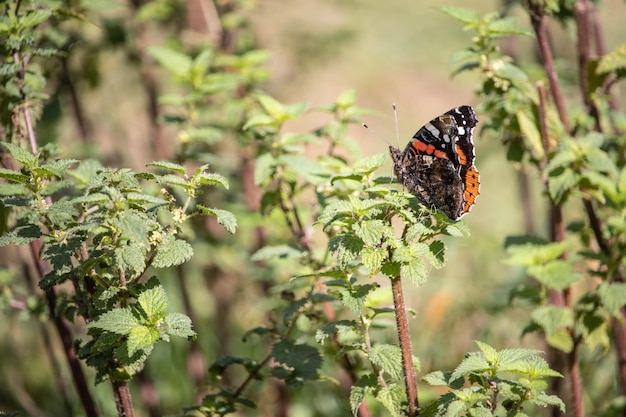 Beautiful shot of a bright colorful butterfly on a green plant