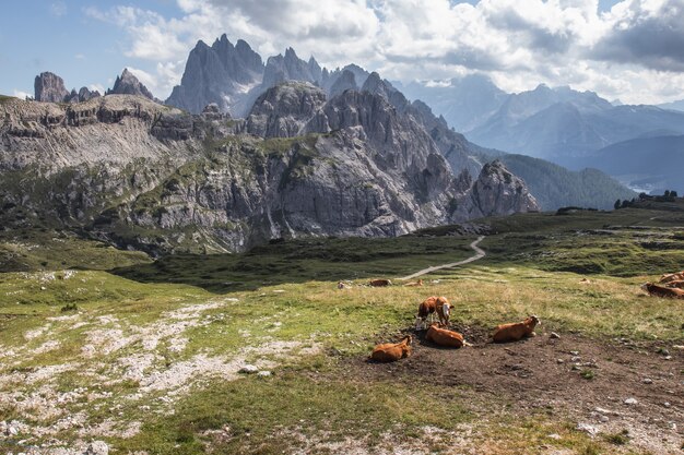 Beautiful shot of  brown cows in the valley in Three Peaks Nature Park in Toblach, Italy