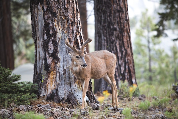 Beautiful shot of a brown deer in the forest