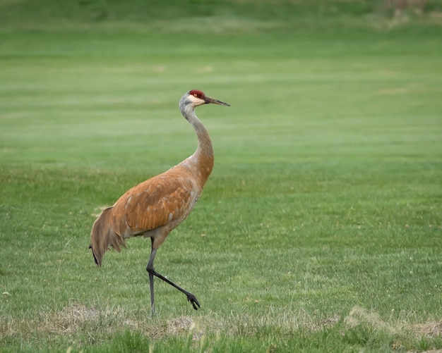 Beautiful shot of a brown sandhill crane in the field during daytime