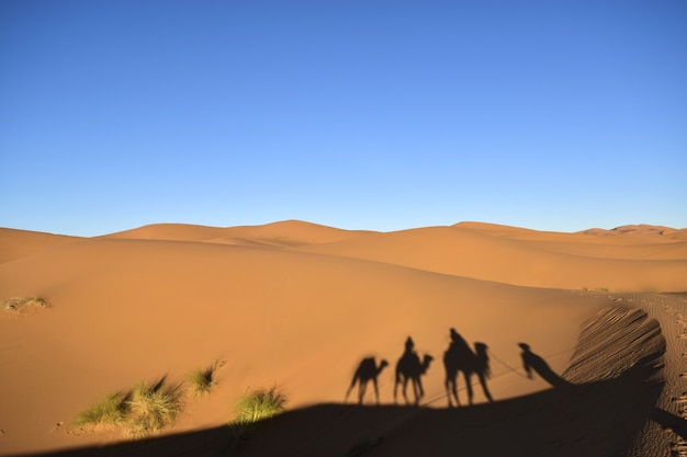 Beautiful shot of camel and people silhouettes in the desert