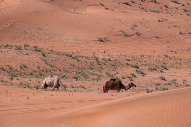 Free photo beautiful shot of a camel on the sand dunes in the desert in dubai, uae