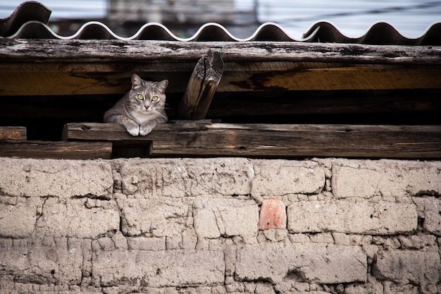 Free photo beautiful shot of a cat hiding under the roof