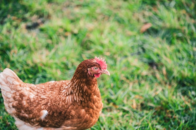 Free photo beautiful shot of a chicken on the grass in the farm on a sunny day