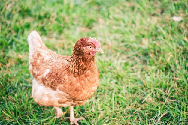 Free Photo beautiful shot of a chicken standing on the grass in the fields