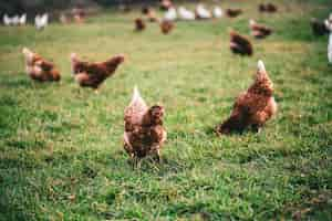 Free photo beautiful shot of chickens on the grass in the farm on a sunny day