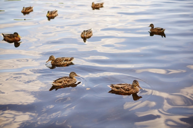 Beautiful shot of  chickens of a tundra swan in a water