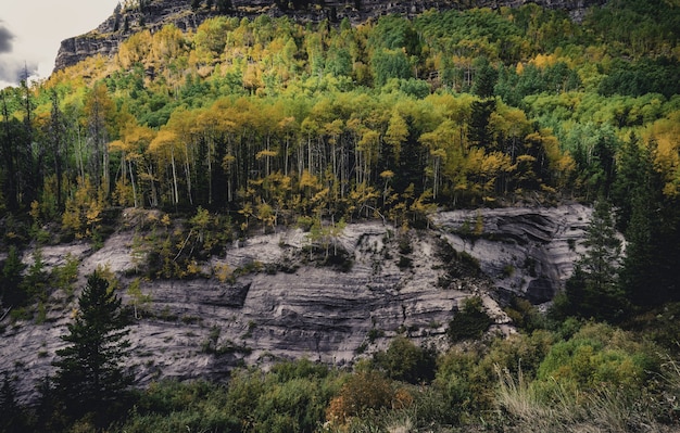 Free Photo beautiful shot of a colorful autumn forest full of different kinds of plants