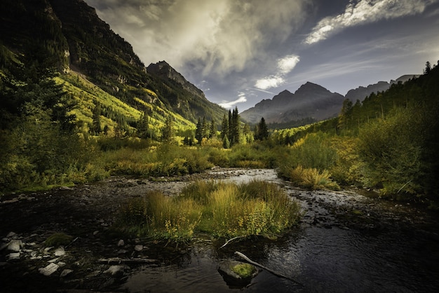 Free photo beautiful shot of a colorful autumn forest full of different kinds of plants