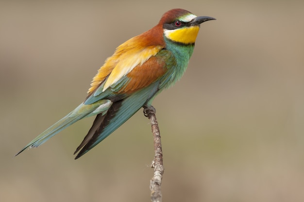 Free photo beautiful shot of a colorful bee-eater perched on a branch of a tree in the forest