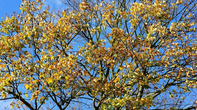 Beautiful shot of the colorful leaves on the branches of a tree