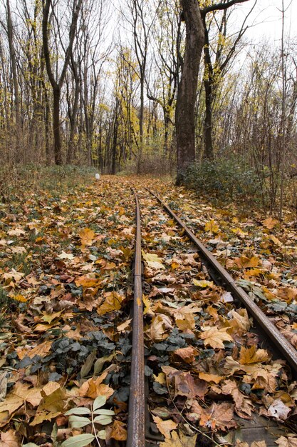 Free Photo beautiful shot of colorful leaves on the railroad on a sunny day