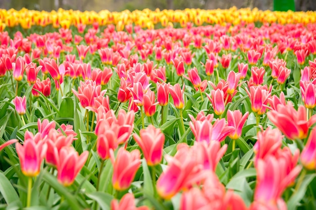 Free Photo beautiful shot of the colorful tulips in the field on a sunny day