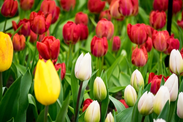 Beautiful shot of the colorful tulips in the field on a sunny day