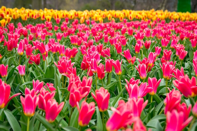 Free Photo beautiful shot of the colorful tulips in the field on a sunny day