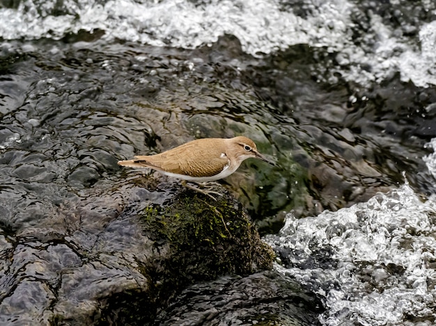 Free Photo beautiful shot a common sandpiper bird near the sakai river in a forest in kanagawa, japan