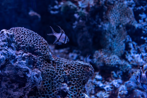 Beautiful shot of corals and fish under the clear blue ocean