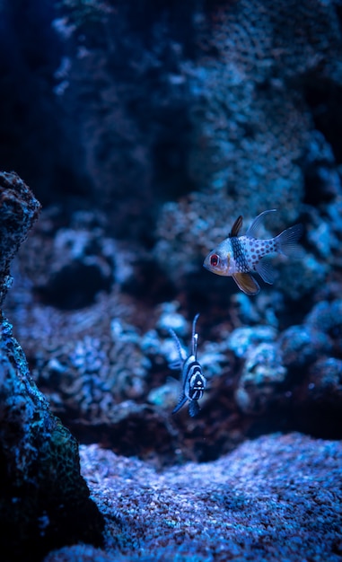 Free photo beautiful shot of corals and small coral reef fish under the clear blue ocean