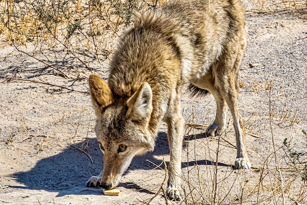 Free photo beautiful shot of a coyote smelling the food on the ground at daytime