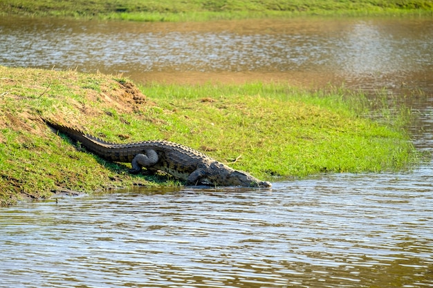 Free photo beautiful shot of a crocodile near the lake standing on greenery