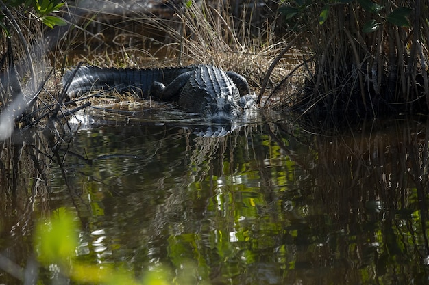 Free Photo beautiful shot of a crocodile swimming in the lake at daytime