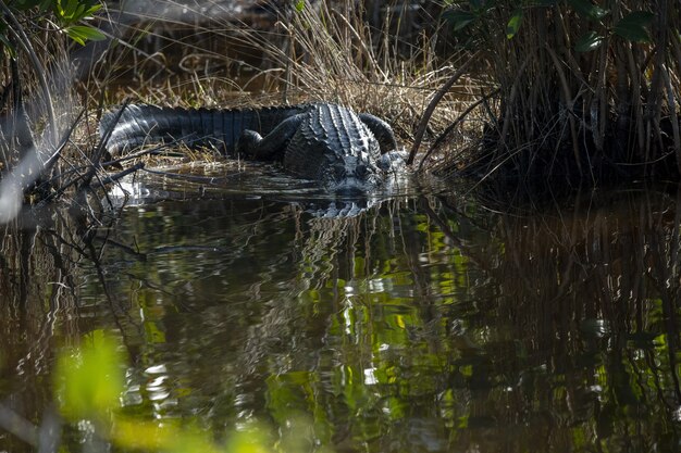 Beautiful shot of a crocodile swimming in the lake at daytime